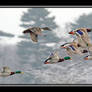 A Brace Of Ducks II