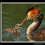 Grebe And Chick