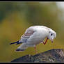 Gull Portrait