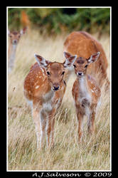 A Young Pair