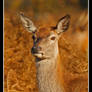 Red Deer Hind Portrait II