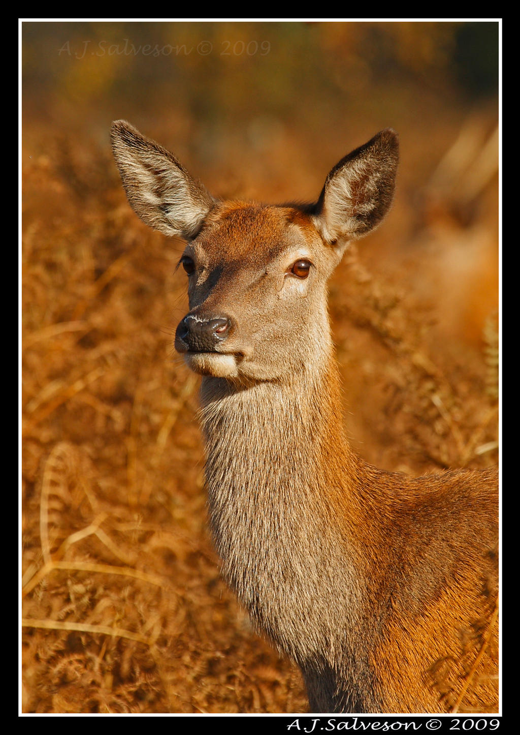 Deedar Rind Red Deer Hind Portrait II by andy-j-s on DeviantArt