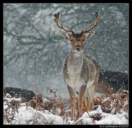 Snowy Fallow Deer Portrait