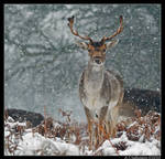 Snowy Fallow Deer Portrait by andy-j-s