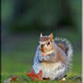 Young Squirrel II