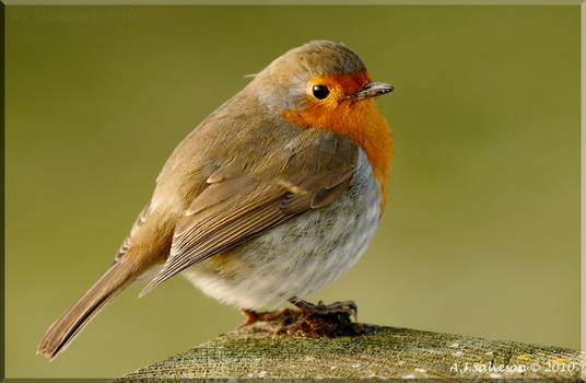 Robin II