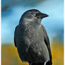 Jackdaw Again