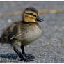 Duckling I