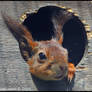 Red Squirrel In A Box