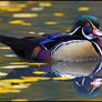 Male Wood Duck