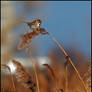 Reed Bunting.