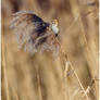 Female Reed Bunting