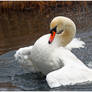 Mute Swan Takes A Bath