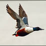 Shoveler Fly By