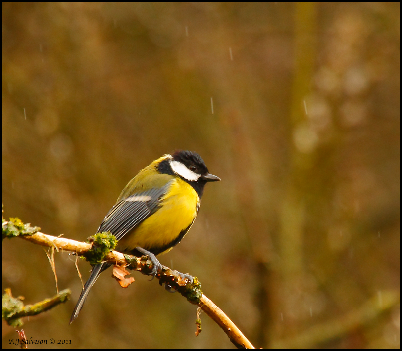 Great Tit In The Rain