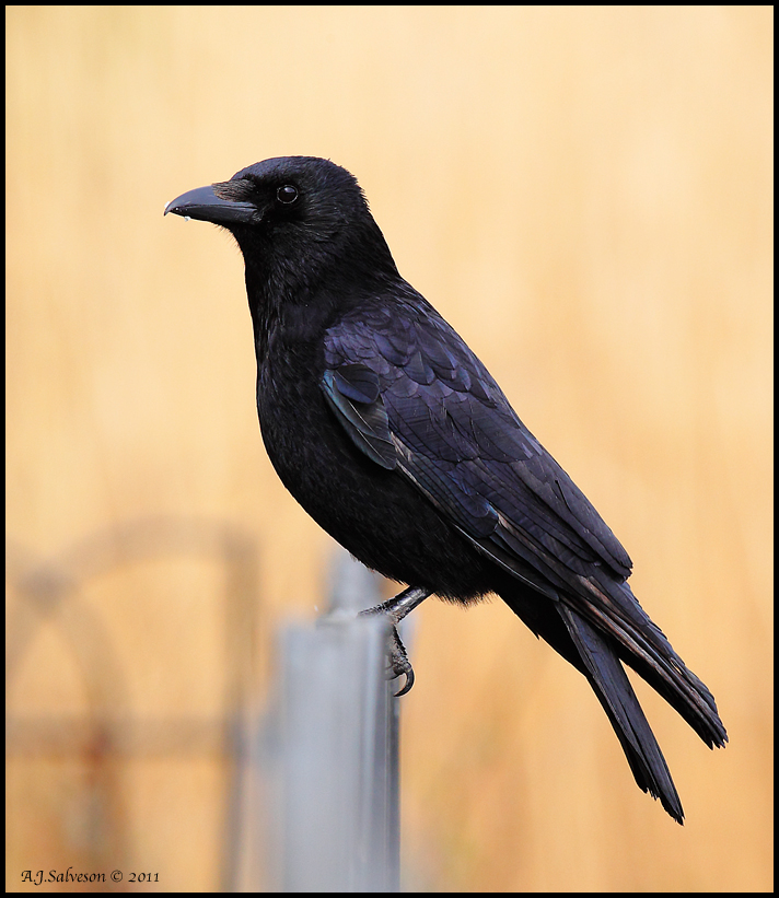 Crowtastic