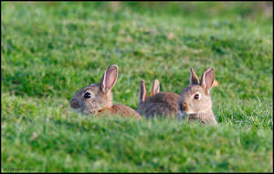 Baby Bunnies