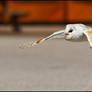 Barn Owl Display II