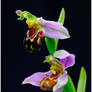 Bee Orchid.