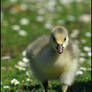 Marching Gosling