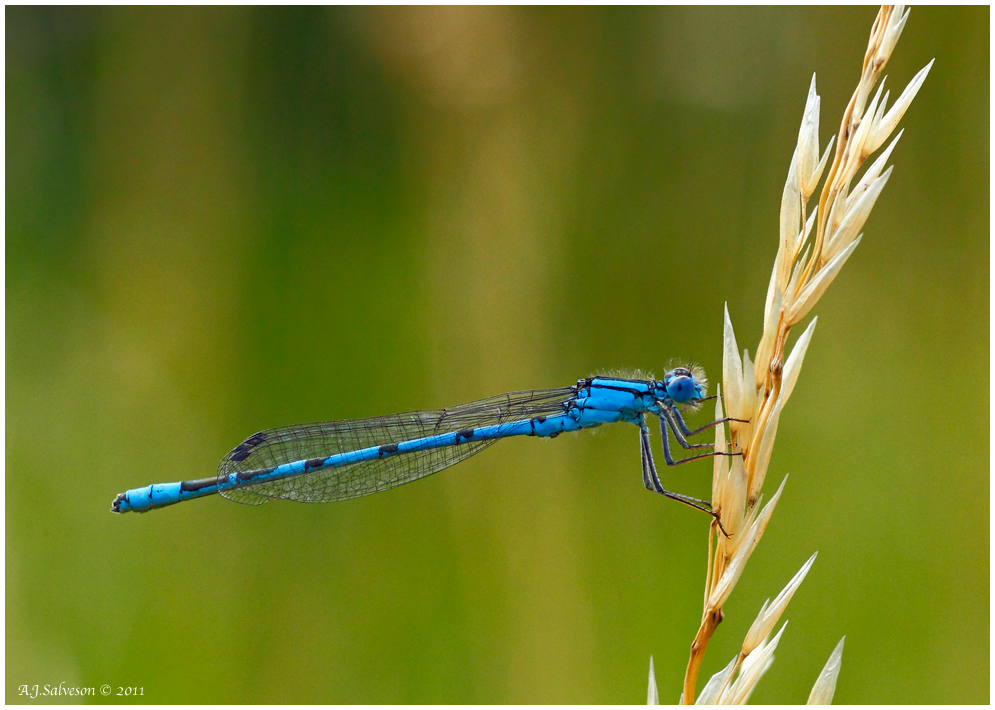 Blue Damsel