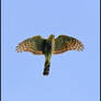 Sparrow Hawk