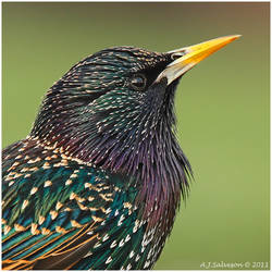 Starling's Portrait.