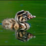 Great Crested Grebe Chick