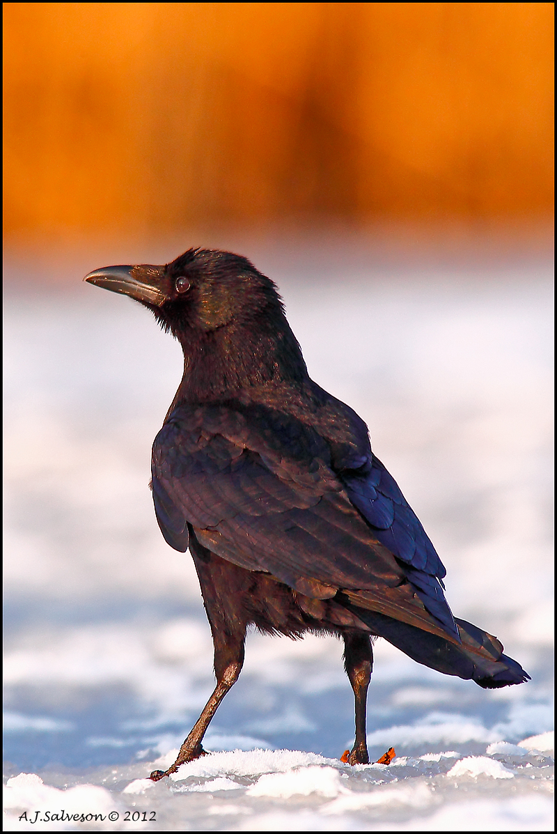 Crow On Ice.