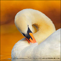 Mute Swan In Evening Sun.