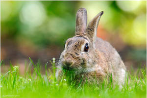 Bunny And Bokeh. by andy-j-s