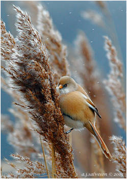 Female Bearded Tit II.