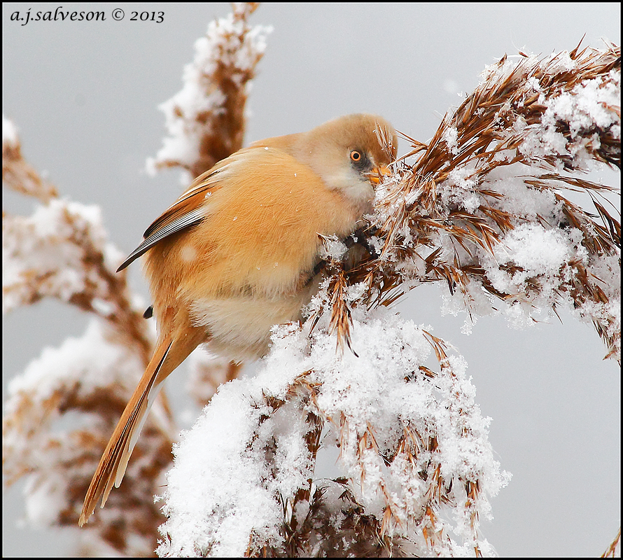 B.T. In The Snow.