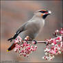 Waxwing And Berry.