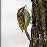 Tree Creeper.