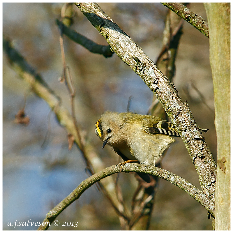 Goldcrest