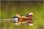 Male Mandarin. by andy-j-s