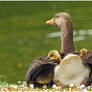 Greylag  Sheltering Her Goslings.