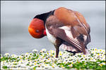 Red Crested Pochard In The Dasies. by andy-j-s