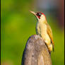 Green Woodpecker.