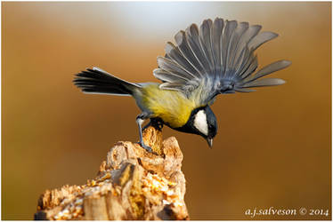 Great Tit Landing.