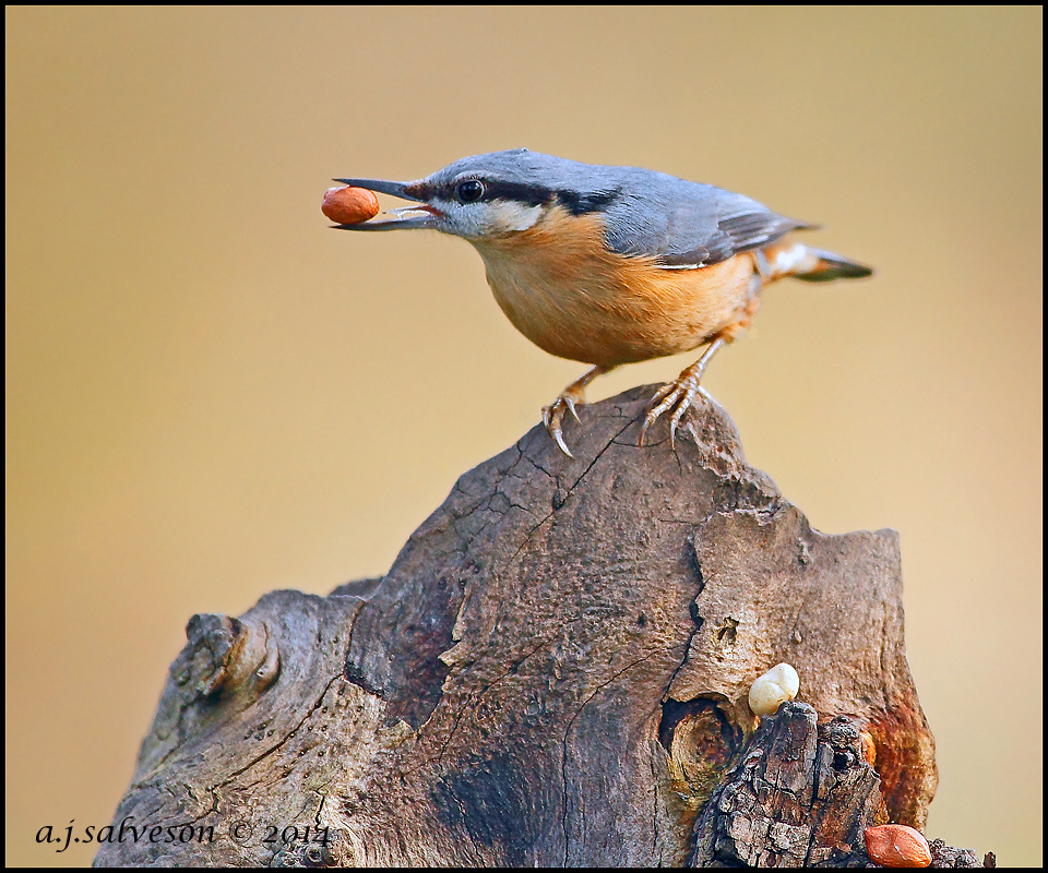 Nut Hatch.