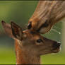 Mother Love