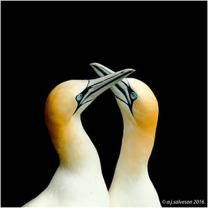 Gannets.