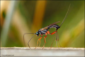 Ovipositing Parasitic Wasp.