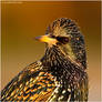 Autumn Starling Two.