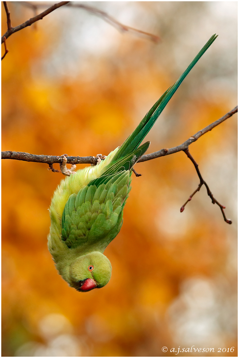 Just Hanging Around.