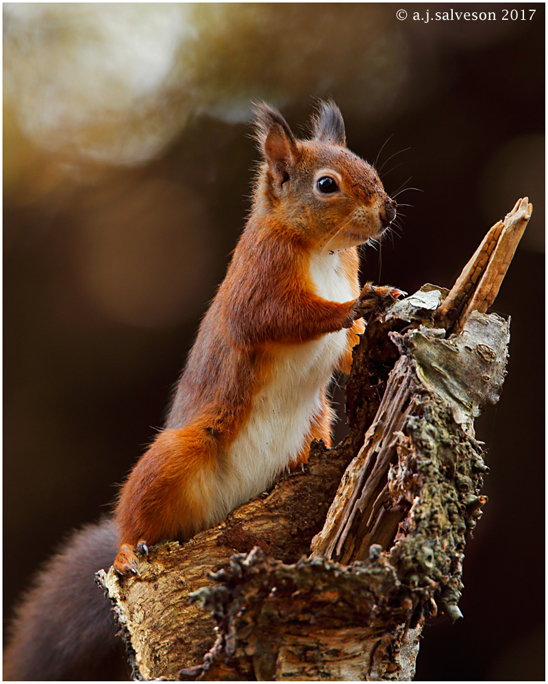 Autumn Red.