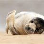 Grey Seal Pup.