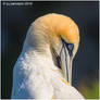 Gannet Portrait.